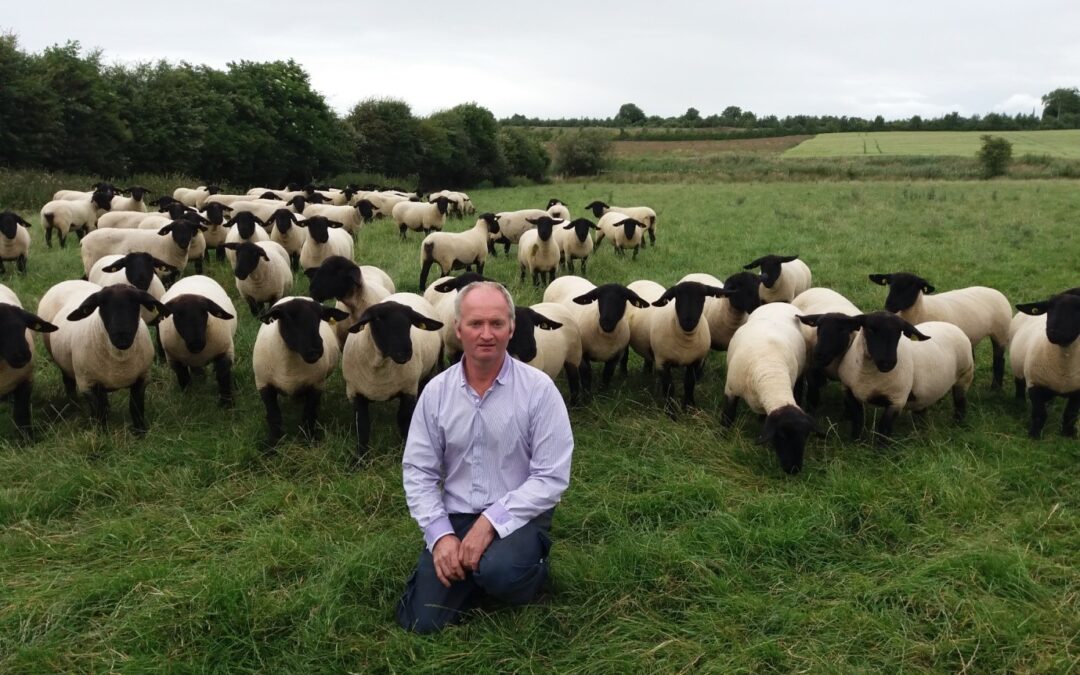 South of Ireland Flock Competition – 2018