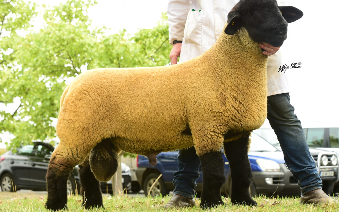 South of Ireland Branch Premier Show and Sale – Roscrea 2018