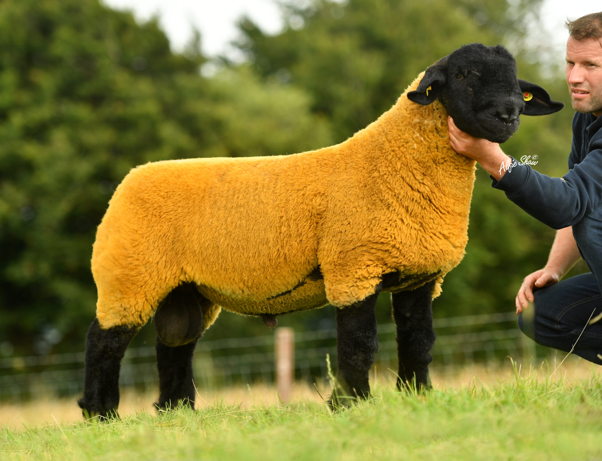 South of Ireland Branch Premier Show & Sale Blessington 2021 Irish
