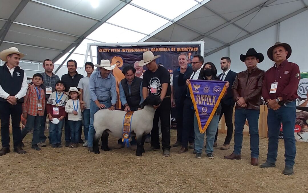 INTERNATIONAL SUFFOLK JUDGING, QUERETARO, MEXICO