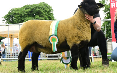 THE SUN SHINES ON NATIONAL SUFFOLK CHAMPIONSHIPS