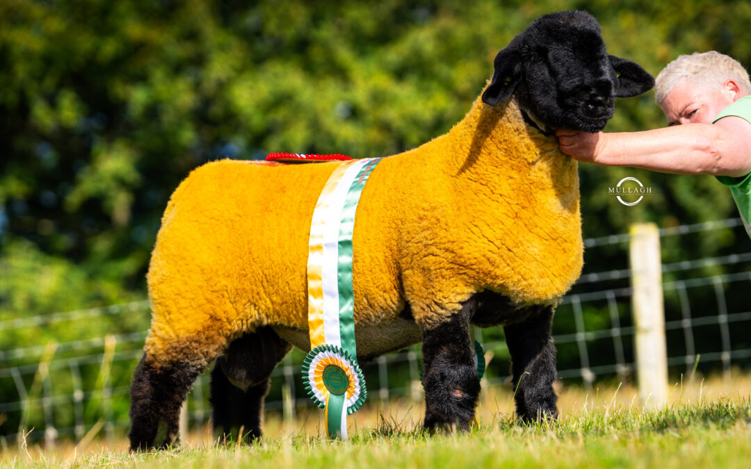 Suffolks hit a high of €15,000 at Premier Show & Sale